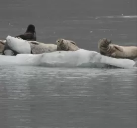 Curious harbor seals in Glacier Bay