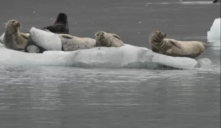 Curious harbor seals in Glacier Bay
