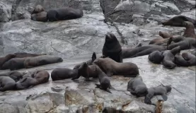 They are all Male sea lions