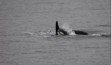 Baby orca next to mother