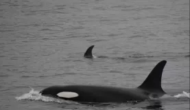Killer whales swim next to the SS Lecagy