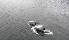 Orca dive next to the ship in unision