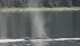 Humpback whales spouting