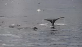 Whale watching in Alaska