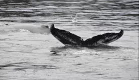 Humpback whales tail