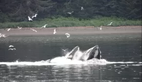 Humpback whales bubble net feeding
