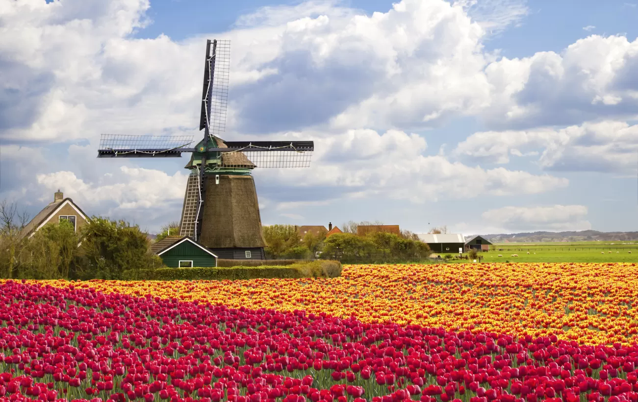 A guide to visiting the tulip fields in the Netherlands - Part-Time Passport