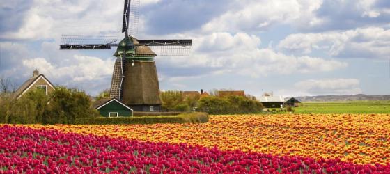 Take a tour to see the beautiful fields of tulips