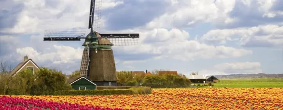 Take a tour to see the beautiful fields of tulips