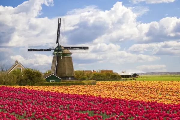Take a tour to see the beautiful fields of tulips