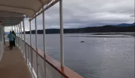 Racing down the SS Legacy to see the whales breach