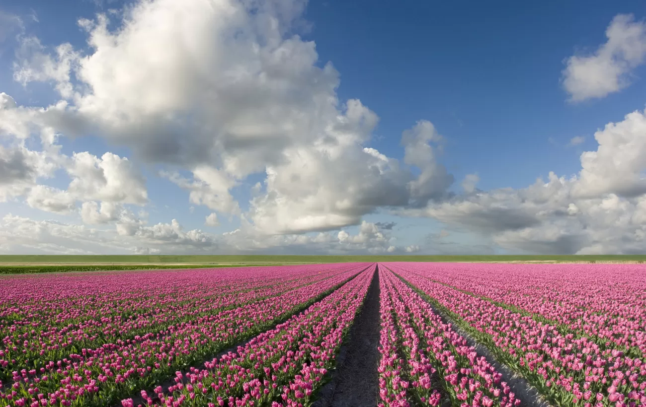 Fields of tulips stretch as far as the eye can see