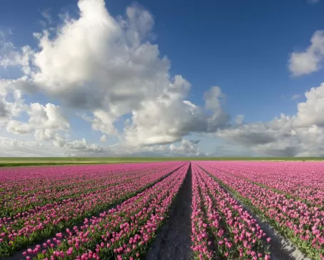 Fields of tulips stretch as far as the eye can see