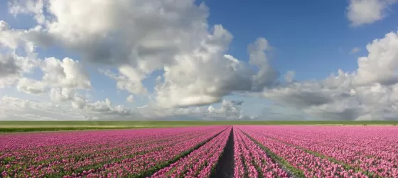 Fields of tulips stretch as far as the eye can see