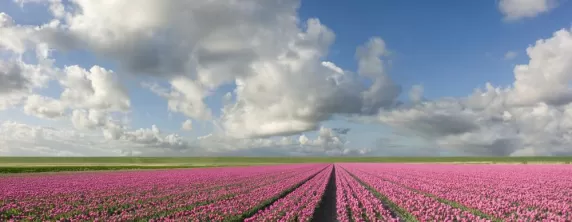 Fields of tulips stretch as far as the eye can see