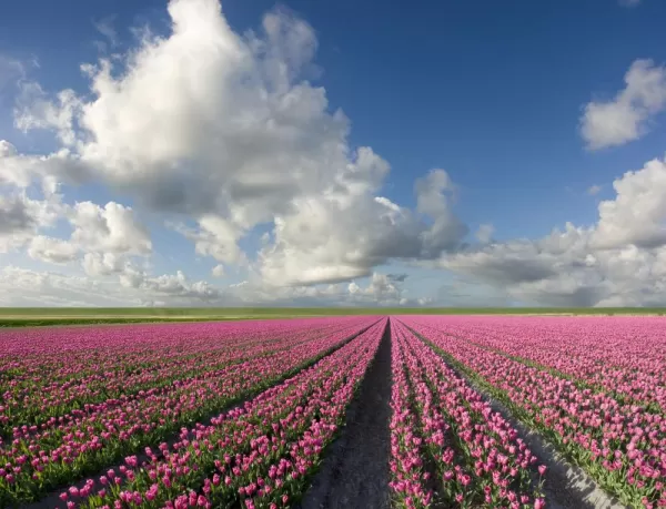 Fields of tulips stretch as far as the eye can see