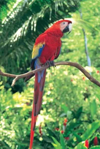 Parrot resting on a tree branch