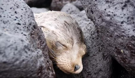 A sea lion in the Galapagos