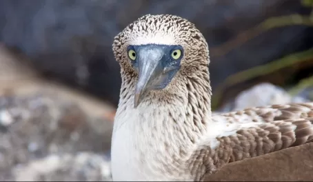 An engaged blue-footed boobie