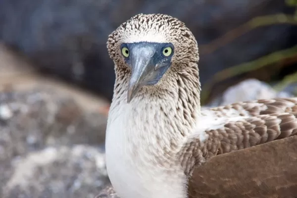 An engaged blue-footed boobie