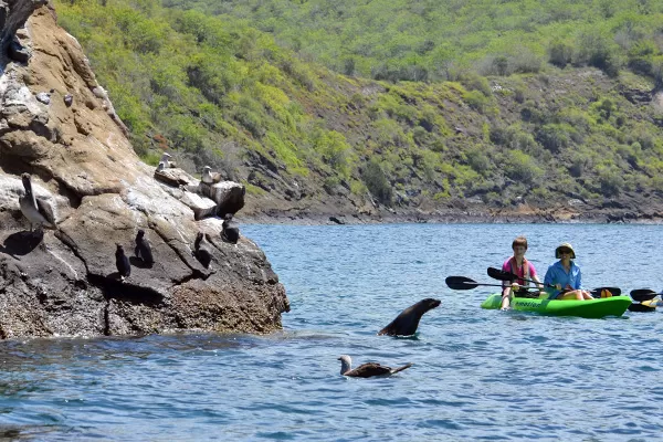 Kayaking with sea lions on a Galapagos tour
