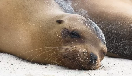 A napping sea lion
