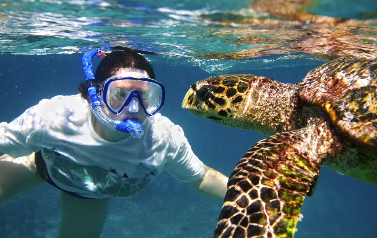 Snorkel with sea turtles 