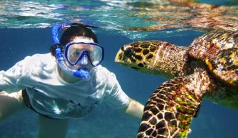 Snorkel with sea turtles