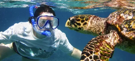 Snorkel with sea turtles