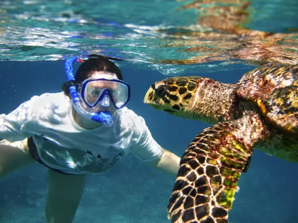 Snorkel with sea turtles 