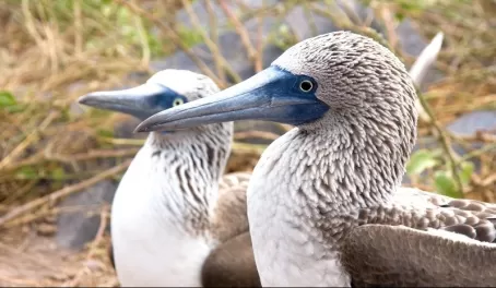 A pair of blue footed boobies