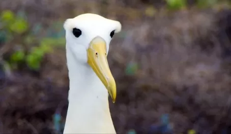 A curious albatross