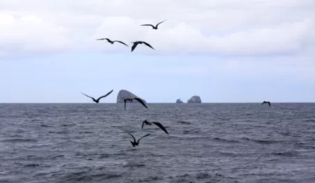 Birds over the sea
