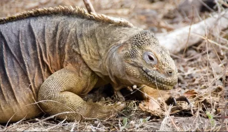 An iguana in the grass