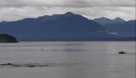 chasing the whales