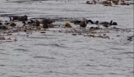 Alaskan otters in the seaweed