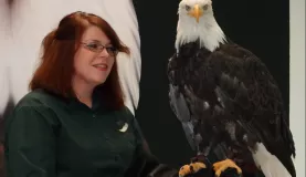 Bald eagle that was restored to health at the Raptor Center