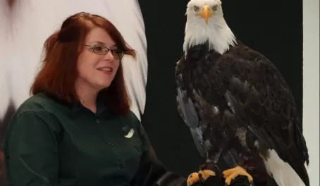 Bald eagle that was restored to health at the Raptor Center