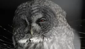 Piercing eyes of the great gray owl