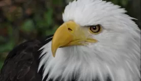 Piercing eyes of the Bald Eagle