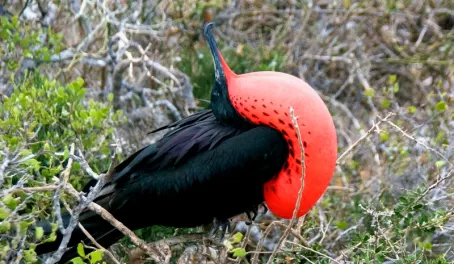 The frigate bird in all its glory