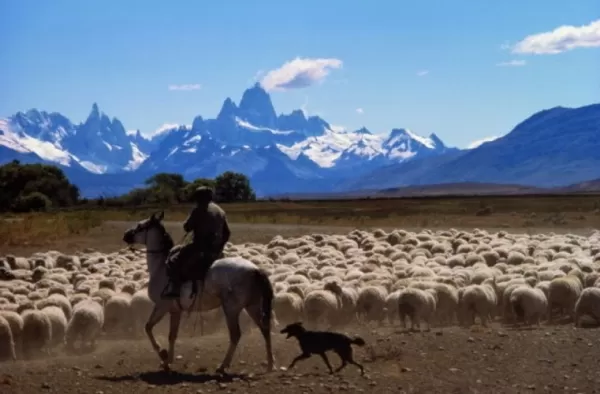 A gaucho steers his sheep herd near Calafate