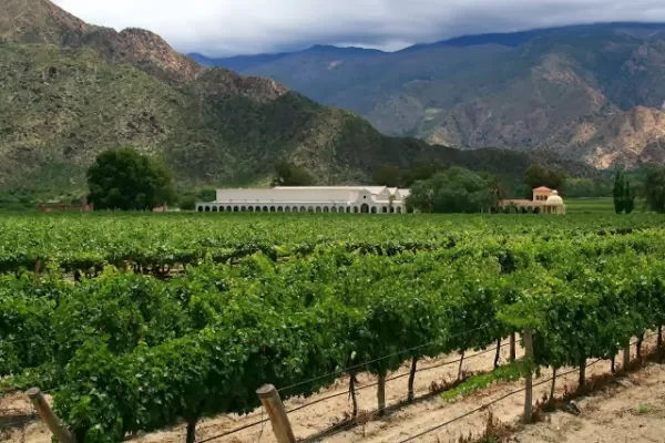 A vineyard near Mendoza, Argentina