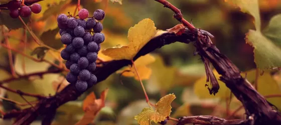 The beginnings of a fine bottle of Argentine wine