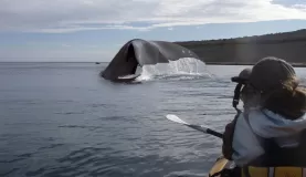 Sea kayak with whales on Peninsula Valdes