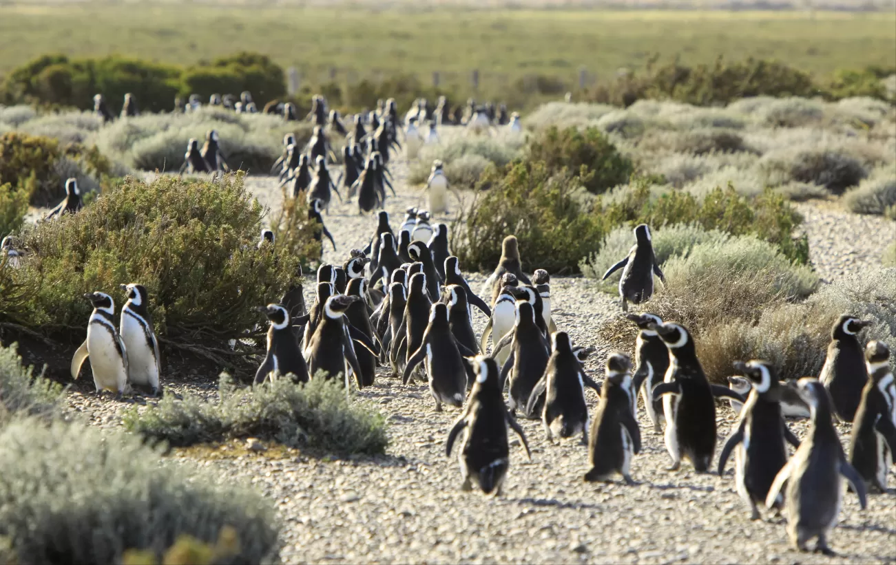 A penguin colony on the move in Peninsula Valdes