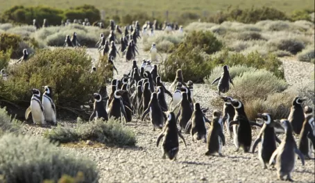 A penguin colony on the move in Peninsula Valdes