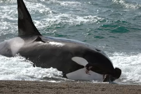 An orca beaches itself to attack a sea lion on Peninsula Valdes