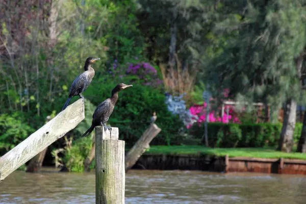 Cormorants rest on a dock on the Rio Tigre, Argentina
