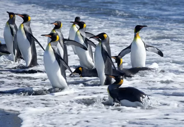 Penguins in the antarctic.